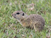 Spermophilus citellus 11, Siesel, Saxifraga-Bart Vastenhouw