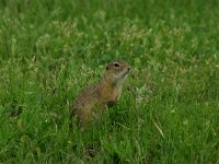 Spermophilus citellus 5, Siesel, Saxifraga-Dirk Hilbers