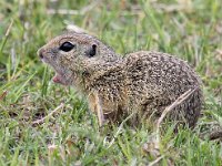 Spermophilus citellus 6, Siesel, Saxifraga-Bart Vastenhouw