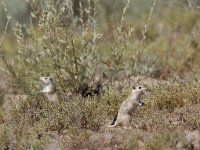 Spermophilus citellus 4, Siesel, Saxifraga-Mark Zekhuis