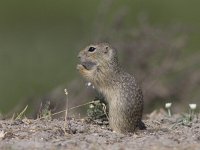 Spermophilus citellus 8, Siesel, Saxifraga-Mark Zekhuis