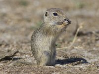 Spermophilus citellus 9, Siesel, Saxifraga-Mark Zekhuis