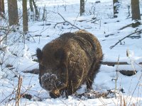 Sus scrofa 11, Wild zwijn, Saxifraga-Jan Nijendijk