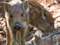 Couple of young wild boar  Couple of young wild boar (Sus scrofa) looking in the camera : Netherlands, animal, background, boar, bristles, brown, clearing, close up, closeup, colorful, creature, cute, dutch, ear, environment, eye, face, fauna, fear, forest, frosty, fur, grass, green, hair, head, hog, hunt, light, look, male, mammal, natural, nature, omnivores, opening, outdoor, outside, pig, portrait, snout, species, spring, stock, sus scrofa, thicket, tusk, tusker, wild, wild-hog, wildlife, wood