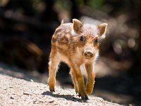 Wild boar piglet  Young Wild Boar (Sus scrofa) is walking in the sun : Netherlands, animal, boar, brown, charge, cold, cute, dangerous, dark, ecology, essen, fell, female, forest, fur, hardy, holland, hunted, juvenile, little, mammal, natural, nature, pig, piglet, pigling, running, small, snout, spring, summer, sus scrofa, swine, teeth, wild, wildlife, young