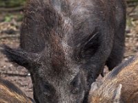 Sus scrofa 26, Wild zwijn, Saxifraga-Hans Dekker