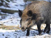 Sus scrofa 34, Wild zwijn, Saxifraga-Luuk Vermeer