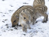 Sus scrofa 36, Wild zwijn, Saxifraga-Luuk Vermeer