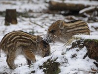 Sus scrofa 49, Wild zwijn, Saxifraga-Luuk Vermeer