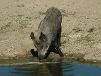 Sus scrofa 5, Wild zwijn, Saxifraga-Jan van der Straaten