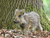 Sus scrofa 53, Wild zwijn, Saxifraga-Luuk Vermeer