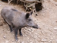 Sus scrofa 56, Wild zwijn, Saxifraga-Luuk Vermeer