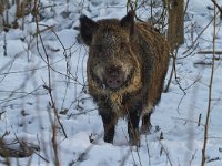 Sus scrofa 10, Wild zwijn, Saxifraga-Jan Nijendijk