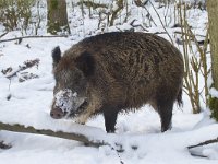 Sus scrofa 12, Wild zwijn, Saxifraga-Jan Nijendijk