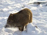 Sus scrofa 14, Wild zwijn, Saxifraga-Jan Nijendijk