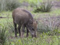 Sus scrofa 17, Wild zwijn, Saxifraga-Mark Zekhuis