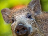 Young wild boar  Young wild boar (Sus scrofa) looking in the camera : Netherlands, animal, background, boar, bristles, brown, clearing, close up, closeup, colorful, creature, cute, dutch, ear, environment, eye, face, fauna, fear, forest, frosty, fur, grass, green, hair, head, hog, hunt, light, look, male, mammal, natural, nature, omnivores, opening, outdoor, outside, pig, portrait, snout, species, spring, stock, sus scrofa, thicket, tusk, tusker, wild, wild-hog, wildlife, wood