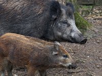 Sus scrofa 27, Wild zwijn, Saxifraga-Hans Dekker