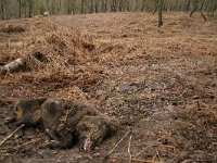 Sus scrofa 28, Wild zwijn, Saxifraga-Jelmer Reyntjes : Sus, Sus scrofa, circle-of-life, dood, everzwijn, fauna, kadaver, scrofa, varens, varken, veluwe, veluwezoom, wild zwijn, zoogdier, zwijn