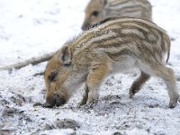 Sus scrofa 39, Wild zwijn, Saxifraga-Luuk Vermeer