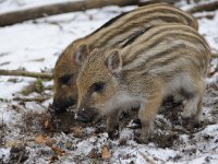 Sus scrofa 46, Wild zwijn, Saxifraga-Luuk Vermeer