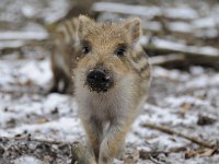 Sus scrofa 47, Wild zwijn, Saxifraga-Luuk Vermeer