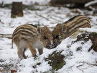 Sus scrofa 50, Wild zwijn, Saxifraga-Luuk Vermeer