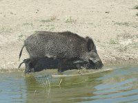 Sus scrofa 6, Wild zwijn, Saxifraga-Jan van der Straaten