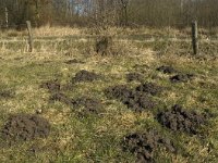 Talpa europaea 1, Mol, molehill, Saxifraga-Jan van der Straaten