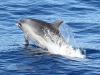 Tursiops truncatus 12, Tuimelaar, Saxifraga-Henk Baptist