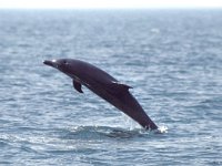 Tursiops truncatus 2, Tuimelaar, Saxifraga-Janus Verkerk