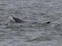 Tursiops truncatus 7, Tuimelaar, Saxifraga-Kees van Berkel : Blue Elephant, Schotland