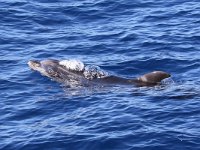 Tursiops truncatus 9, Tuimelaar, Saxifraga-Henk Baptist