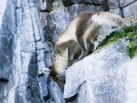 Vulpes lagopus 1, Poolvos, Saxifraga-Bart Vastenhouw