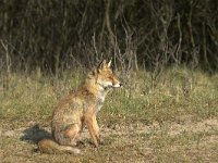 Vulpes vulpes 119, adult, Vos, Saxifraga-Theo Verstrael