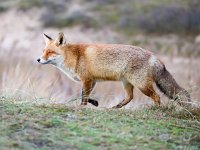 Vulpes vulpes 128, Vos, Saxifraga-Bart Vastenhouw