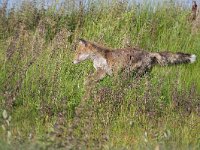 Vulpes vulpes 191, Vos, Saxifraga-Tom Heijnen