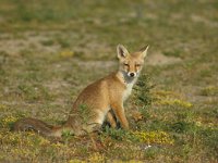 Vulpes vulpes 25, Vos, juvenile, Saxifraga-Piet Munsterman