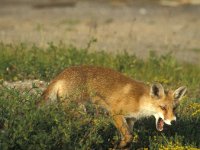 Vulpes vulpes 34, Vos, Saxifraga-Piet Munsterman