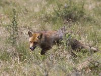 Vulpes vulpes 59, Vos, Saxifraga-Mark Zekhuis