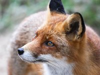 Vulpes vulpes 74, Vos, Saxifraga-Bart Vastenhouw