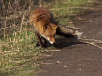 Vulpes vulpes 78, Vos, Saxifraga-Martin Mollet