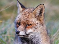 Vulpes vulpes 103, Vos, Saxifraga-Bart Vastenhouw