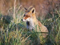 Vulpes vulpes 106, Vos, Saxifraga-Bart Vastenhouw