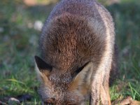 Vulpes vulpes 107, Vos, Saxifraga-Bart Vastenhouw