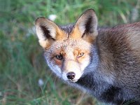 Vulpes vulpes 108, Vos, Saxifraga-Bart Vastenhouw