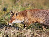 Vulpes vulpes 110, Vos, Saxifraga-Bart Vastenhouw