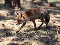 Vulpes vulpes 112, Vos, Saxifraga-Bart Vastenhouw