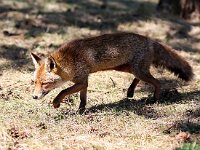 Vulpes vulpes 114, Vos, Saxifraga-Bart Vastenhouw