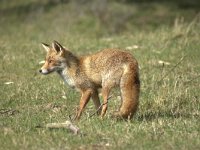 Vulpes vulpes 115, adult, Vos, Saxifraga-Theo Verstrael